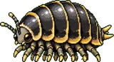 Clopinou (ado)