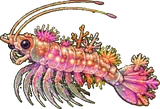 Krillou (corail)