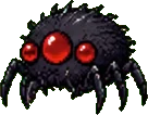 Ombrachne (bébé)